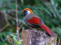 Image result for Orthochilus milnei