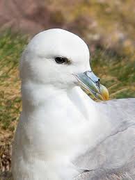 Feb 27, 2020 · seagull (noun) mostly white aquatic bird having long pointed wings and short legs. Northern Fulmar Although It Looks Like A Big Seagull It Is More Closely Related To An Albatross Sea Birds Creature Design Birds