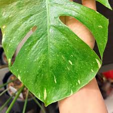 Image result for Nicolasia pedunculata