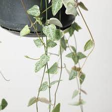 Image result for Ceropegia meyeri-johannis