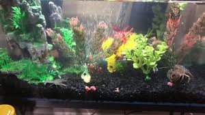 In this article we'll cover everything you need to know in order to keep your fish tank clean and make sure your fishy friends are happy and healthy. 10g Crayfish Tank Freshwater Aquarium Builds Forum 399823