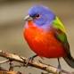 Fall Bird Walks with Joan Tague event image