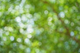 Abstract Leaves Blurred Images In Thailand Stock Image Bokeh Background Blur Background Photography Blurred Background Photography