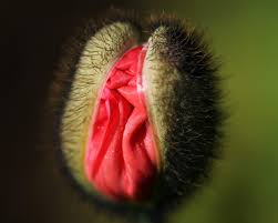 Stirbt die Intimbehaarung aus? - Sexualberatung Doris Kaiser