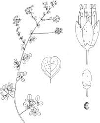 Image result for Rhynchosia tricuspidata