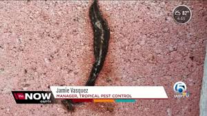 Identify the pests in your reef aquarium. New Guinea Flatworms Spreading Through Florida Youtube