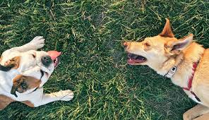Pet xpert animal clinic of apopka. Spay And Neuter In Apopka Fl Pet Care Center Of Apopka