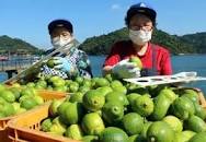 かんきつの里に広がる香り 広島産レモンやミカンの出荷始まる ...