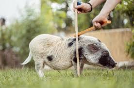 Heute ist es der wichtigste fleischlieferant deutschlands und eine tragende säule der. Minischwein Microschwein Teacup Schweinchen Microschwein