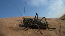 They love dark and moist places, and that is why you will find them in areas like the garage and the basement. Mormon Cricket Wikipedia