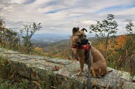 Dogs must be on a leash no longer than six feet at all times. 11 Most Dog Friendly National Parks The National Parks Experience