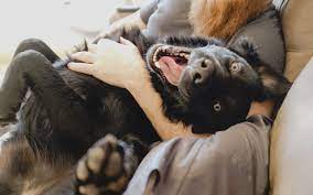 They are energetic outdoors and mostly docile at home. Western Illinois Animal Rescue