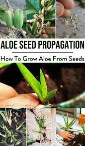 How To Grow Aloe Vera From Seeds Aloe Vera Plant Indoor Propagate Aloe Vera Growing Aloe Vera