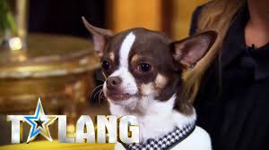 Bianca melina elisabeth wahlgren ingrosso (born 30 december 1994) is a swedish blogger, social influencer, entrepreneur, and singer. Bianca Ingrossos Hund Dino Ylar Till Army Of Lovers Lat I Talang Talang Tv4 Youtube