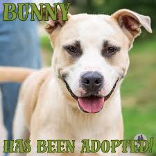 Happy adoption day to the following animals! To the dogs Godric, Gianna  Ivy, Bronx, Rubber Duck, Paco, Plantain Chip, Bunny, and Aries! And to the  cats Boy Bibs, Atlas, Prim, Denahi, Psyduck,