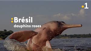 Maybe you would like to learn more about one of these? La 1ere Bresil Le Dauphin Rose D Amazonie Menace De Disparition Facebook