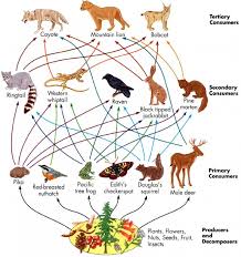 Pin By Amanda On Animals Rainforest Food Web Food Web Food Webs Projects