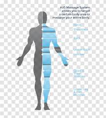 Labeled vector diagram showing some of the muscles which keep the body erect, vintage engraving. Massage Hydrotherapy Human Body Diagram Therapeutic Effect Muscle Anatomy Therapy Transparent Png