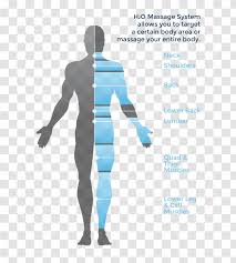 Anterior muscles in the body. Massage Hydrotherapy Human Body Diagram Therapeutic Effect Muscle Anatomy Therapy Transparent Png