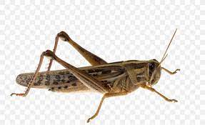 De groep staat ook bekend als de echte sprinkhanen of kortsprietigen , omdat ze relatief korte antennes hebben in vergelijking met de enige andere groep van de rechtvleugeligen, de ensifera of langsprietigen. Insect Caelifera Acrididae Migratory Locust Png 1100x673px Insect Acrididae Arthropod Caelifera Cricket Like Insect Download Free