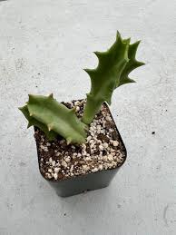 Image result for Orbea melanantha