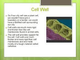The plant cell wall is made up of a material called. Cells And Cell Parts Grade 8 Science Parkland