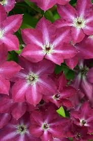 Check spelling or type a new query. New Clematis To Launch At Chelsea Flower Show 2014 Clematis Climb Upicus