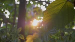 Free Stock Video Footage HD Royalty-Free Videos Download