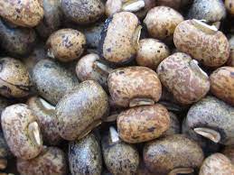cowpea - Wiktionary, the free dictionary