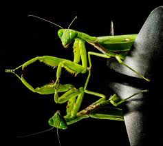 It is one of the largest species of praying mantises, and is possibly the largest that mimics flowers en.wikipedia.org Devil S Flower Mantis Care Sheet Learn About Nature