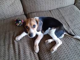 Puppyfinder.com is your source for finding an ideal beagle puppy for sale in ohio, usa area. Beagle Puppies For Sale Leesburg Oh 293737 Petzlover