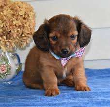 View adoptable pet search results. Frisky Dachshund Dachshund Puppies Puppies Dachshund