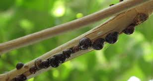 Image result for puklice na pokojových rostlinách obrázek