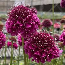 Image result for Scabiosa