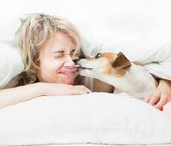 Why Doesn T My Dog Lick Me