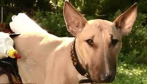 Arabic dutch english french german italian japanese korean spanish. Anjing Ini Menyusui 2 Anak Kambing Setiap Hari Foto Tempo Co