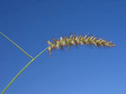 Image result for Cenchrus ciliaris