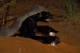 Sunday and other current affairs programs, as chief political correspondent, based in ottawa, ontario. Photo 1 A Honey Badger Mellivora Capensis Eating A Hairyfooted Download Scientific Diagram