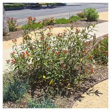 Image result for Asclepias curassavica