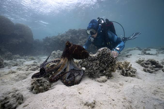 Incredible' Clip Shows Scientist and Octopus 'Communicating' in the Wild -  Newsweek