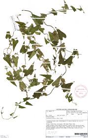 Image result for Cynanchum praecox