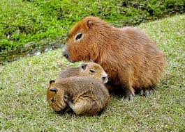 Brazil Wonders Capybara Brown Bear Animals
