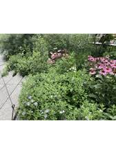 Image result for Vandellia humilis