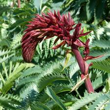Image result for Melianthus major