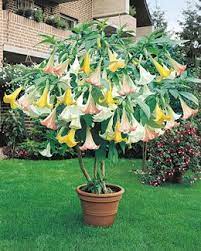 Pin On Plants I Want