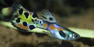Guppy Diseases Parasites Remedies Aquarium Fish Pet Fish Tropical Freshwater Fish
