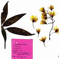 Image result for Vincetoxicum stenolobum