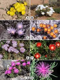Image result for Lampranthus spp.