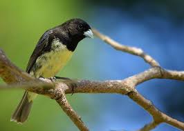Canto Do Tui Tui Zero Zero Brazilian Birds Passaros Passaros Brasileiros Aves De Estimacao