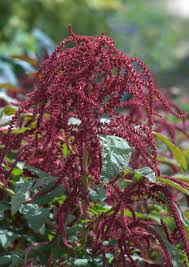 Image result for Amaranthaceae